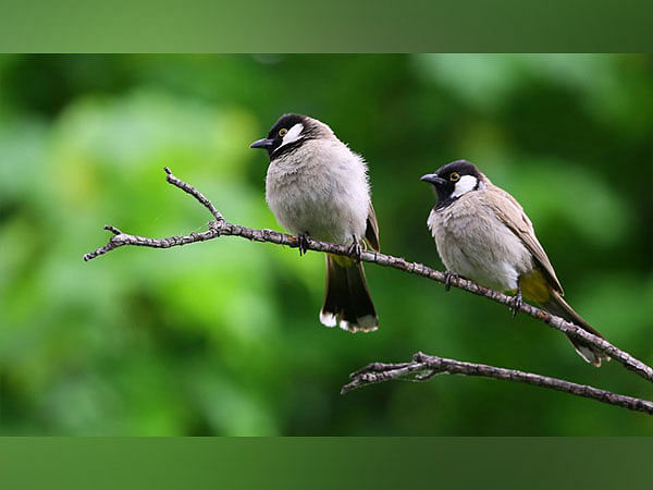Study: Urban forests have fewer bird species than rural