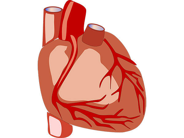 Researchers identify protein partners that might repair cardiac muscle