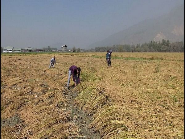 Land reforms fuel development in Kashmir, revamping agriculture and allied sectors
