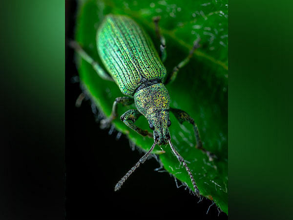 Microbial enzymes are the key to pectin digestion in leaf beetles: Research