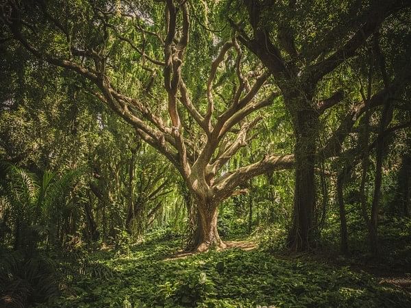 Due to climate change, trees are becoming gluttons: Study