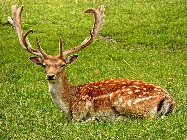 Energy development holds up deer during spring migration: Study