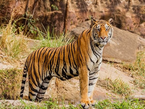 Four tiger cubs released in Bengal safari