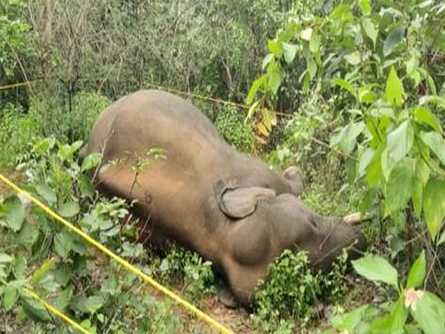 Tusker found dead in Chhattisgarh's Ramanujganj forest