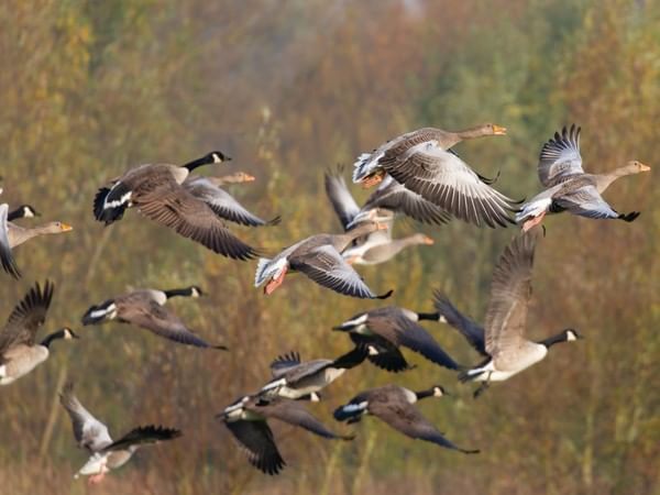 Vettangudi birds Sanctuary doesn't burst crackers on Diwali for the sake of birds