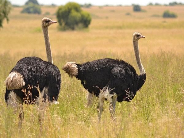 Researchers suggest how male, female ostriches choose their groups ...