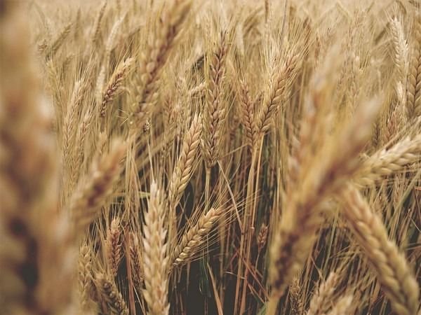 Government hikes MSP for all rabi crops for 2023-24