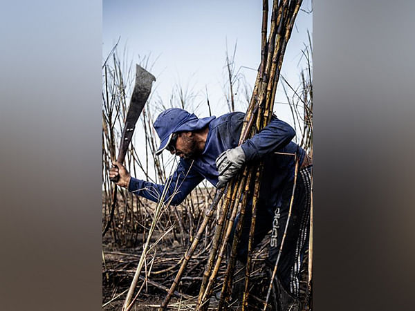 Artificial intelligence aids in predicting sugarcane field performance: Study