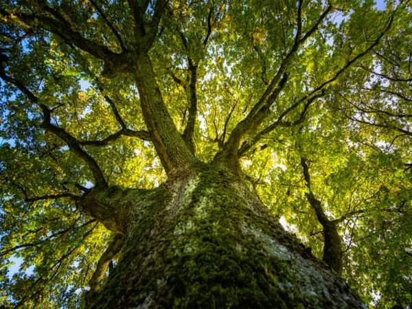 Climate change can be mitigated by protecting old trees: Study