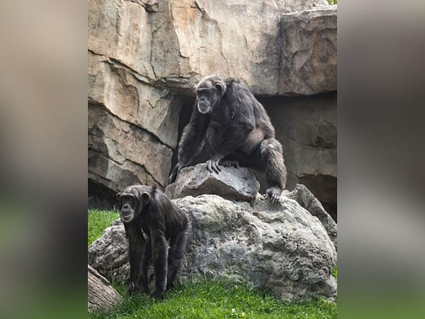 Chimpanzees sync their footsteps like humans: Study