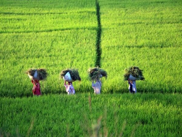 Odisha govt to return 200 acres unutilized land to famers after 20 years 