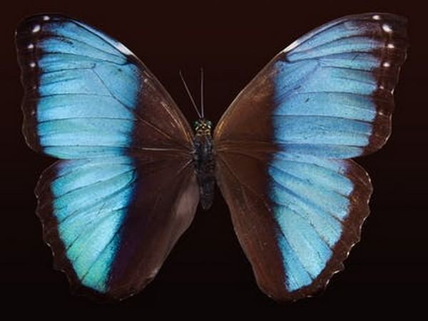 Conservatory developed in Tamil Nadu's Tiruchirappalli to create awareness about importance of butterflies