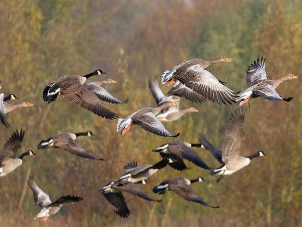Migratory birds start arriving at Kaziranga National Park