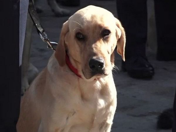 'A Day of the Dogs'- Nepal festival worships cannines