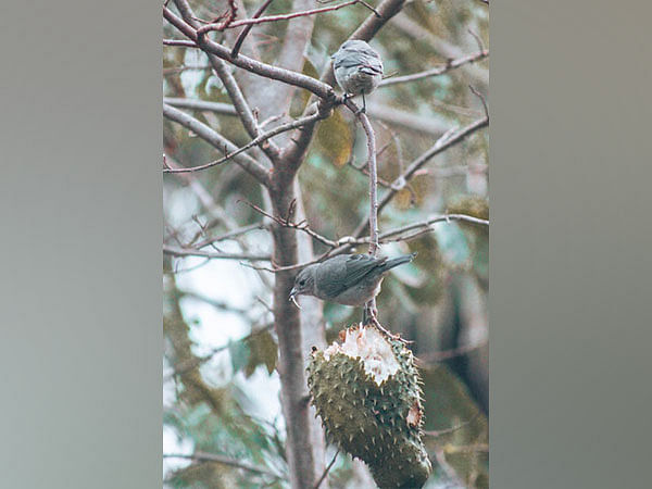 Study: Hybrid songbirds more likely to found in human-altered environments