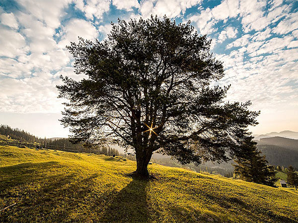 Study: Tree rings provide insight into destructive radiation storms