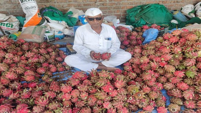 Anandrao Pawar with his dragon fruit produce in Tadsar village, Sangli. | Purva Chitnis | ThePrint