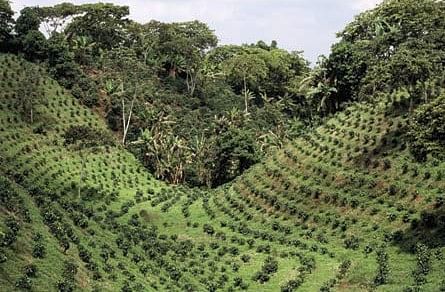 Representational image of a coffee plantation |