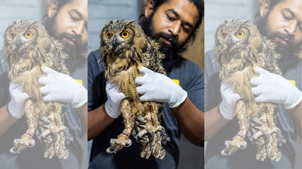 Indian eagle owl with injuries on legs after being rescued from illegal captivity and saved from sacrificial practice | RESQ CT (Wildlife), Pune