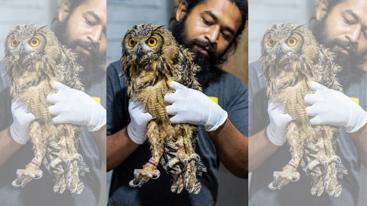 Bound, choked and tortured—Diwali isn't bright for Indian owls
