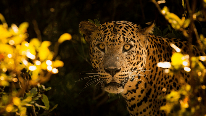 Representative image of leopard | Wikimedia Commons