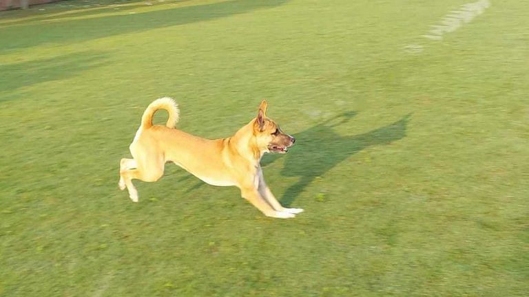 Every dog has its day, except in Delhi NCR. Parks are shut, RWAs are angry