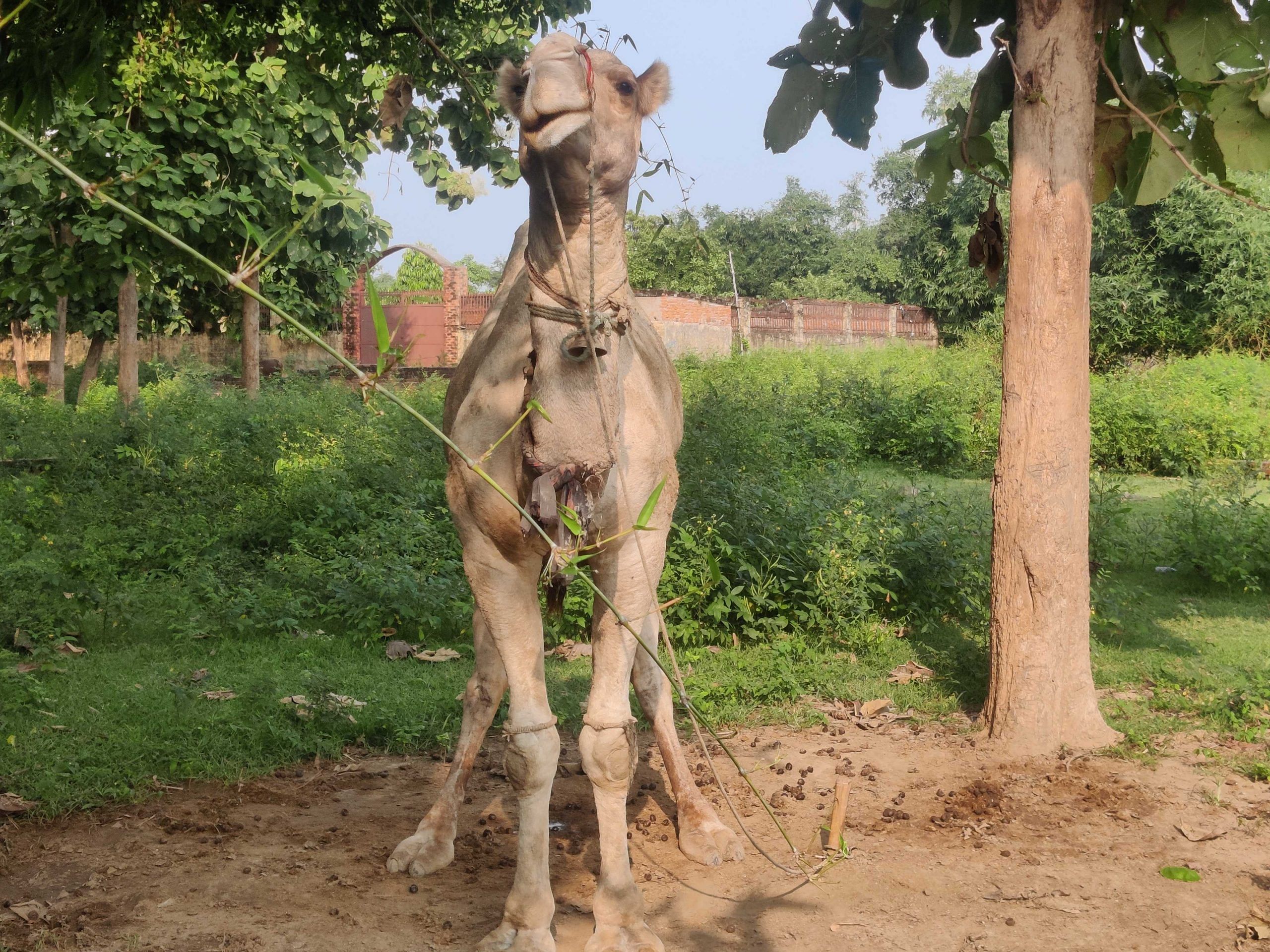 Katesar has over 80 camels | Shubhangi Misra, ThePrint