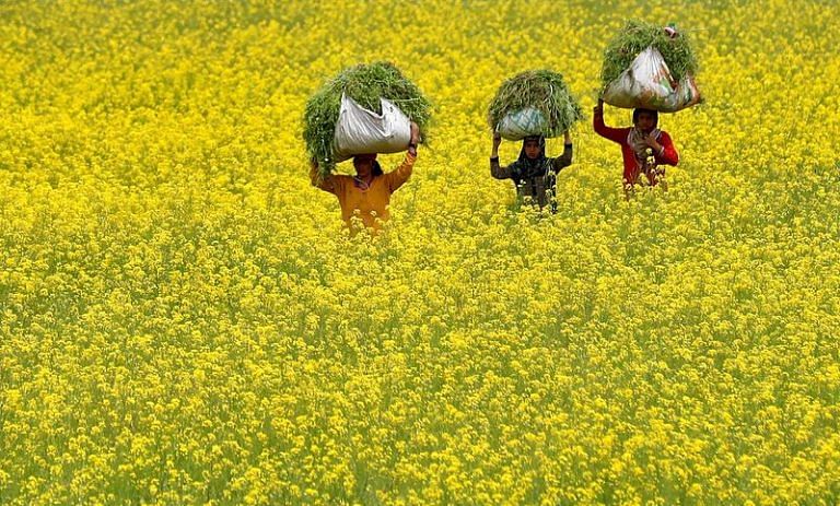 Indian scientists say new GM mustard seeds safe for commercial cultivation