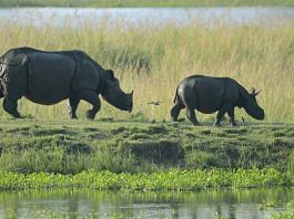 A rhino with its calf inside Burapahar Range of Kaziranga National Park | ANI file photo