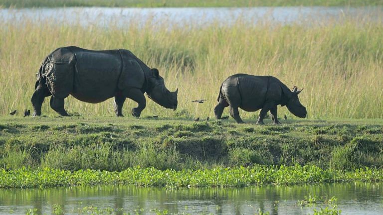 Jeep safaris only: Parts of Assam’s Kaziranga National Park & Tiger Reserve reopen for tourists