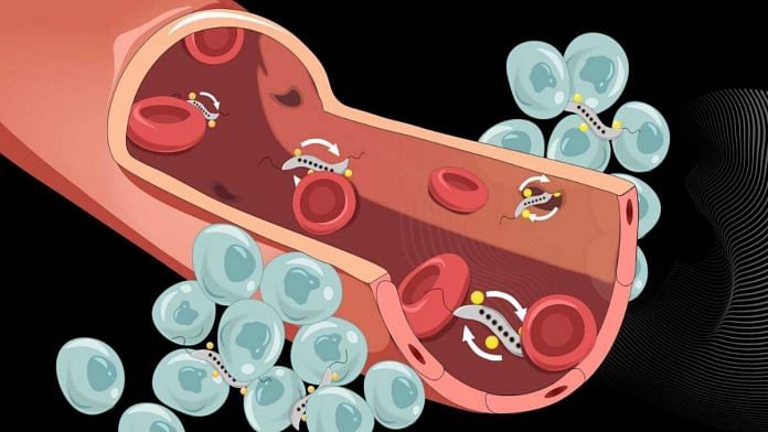 Magnetic bacteria (grey) can squeeze through narrow intercellular spaces to cross the blood vessel wall and infiltrate tumours | Visualisations: Yimo Yan / ETH Zurich