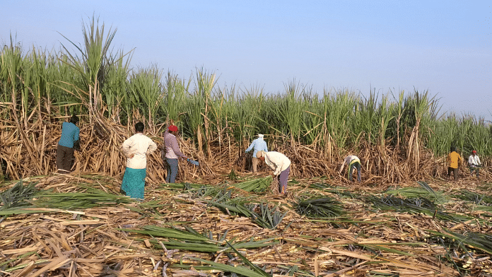 Workers harvest sugarcane in Maharashtra | Reuters/ Rajendra Jadhav