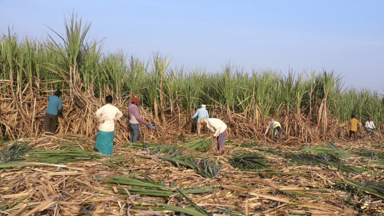 Heavy rains spoil Indian sugar mills’ export plans, raw sugar faces global market pushback