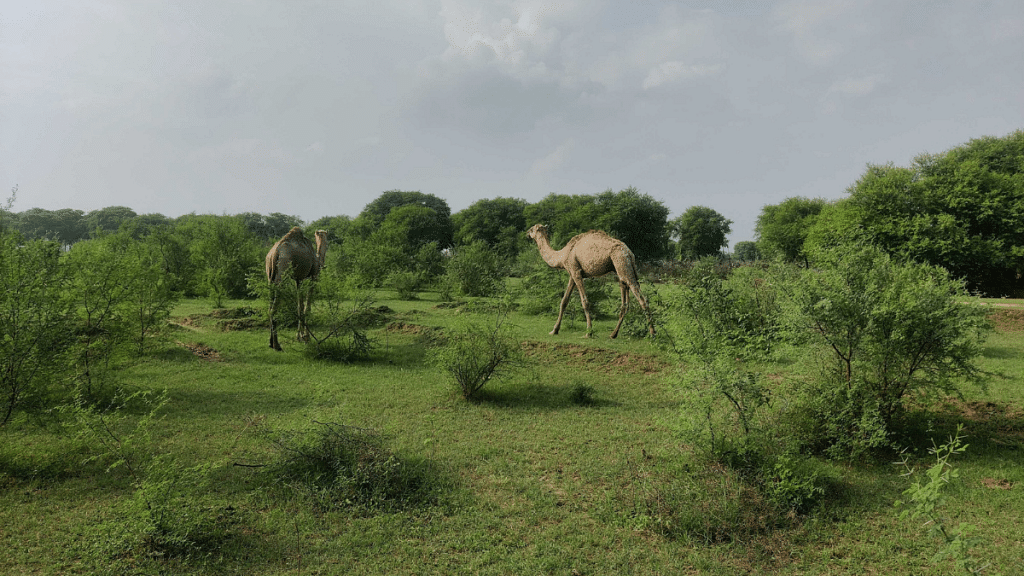ThePrint could spot only two camels while the rest are missing| Shubhangi Misra, ThePrint