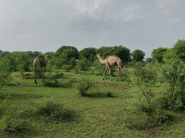 ThePrint could spot only two camels while the rest are missing| Shubhangi Misra, ThePrint