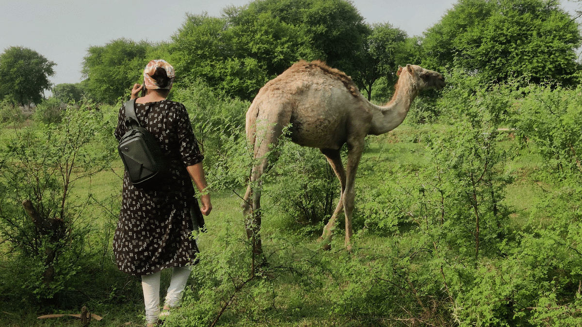 Smuggled camels roam around in Katesar village| Shubhangi Misra, ThePrint