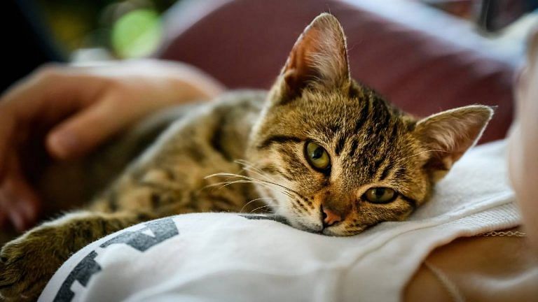 Cats were called ‘evil’ in middle ages but manuscripts suggest they were status symbols too