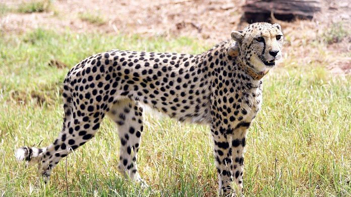 File photo of a cheetah at the Kuno National Park | ANI