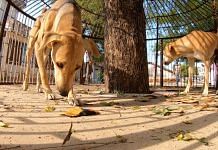 Dogs in Kushkal village | Satendra Singh, ThePrint