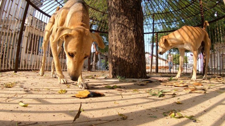 Dogs are millionaires in Gujarat village. Thank the Mughals