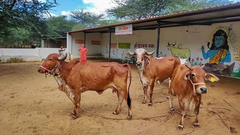 ‘Low immunity, hard to isolate’: How ageing stray cattle contributed to lumpy skin disease outbreak