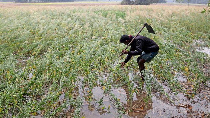 A farmer examines his damaged mustard crop due to unseasonal rain, in Dakshin Dinajpur | ANI File Photo