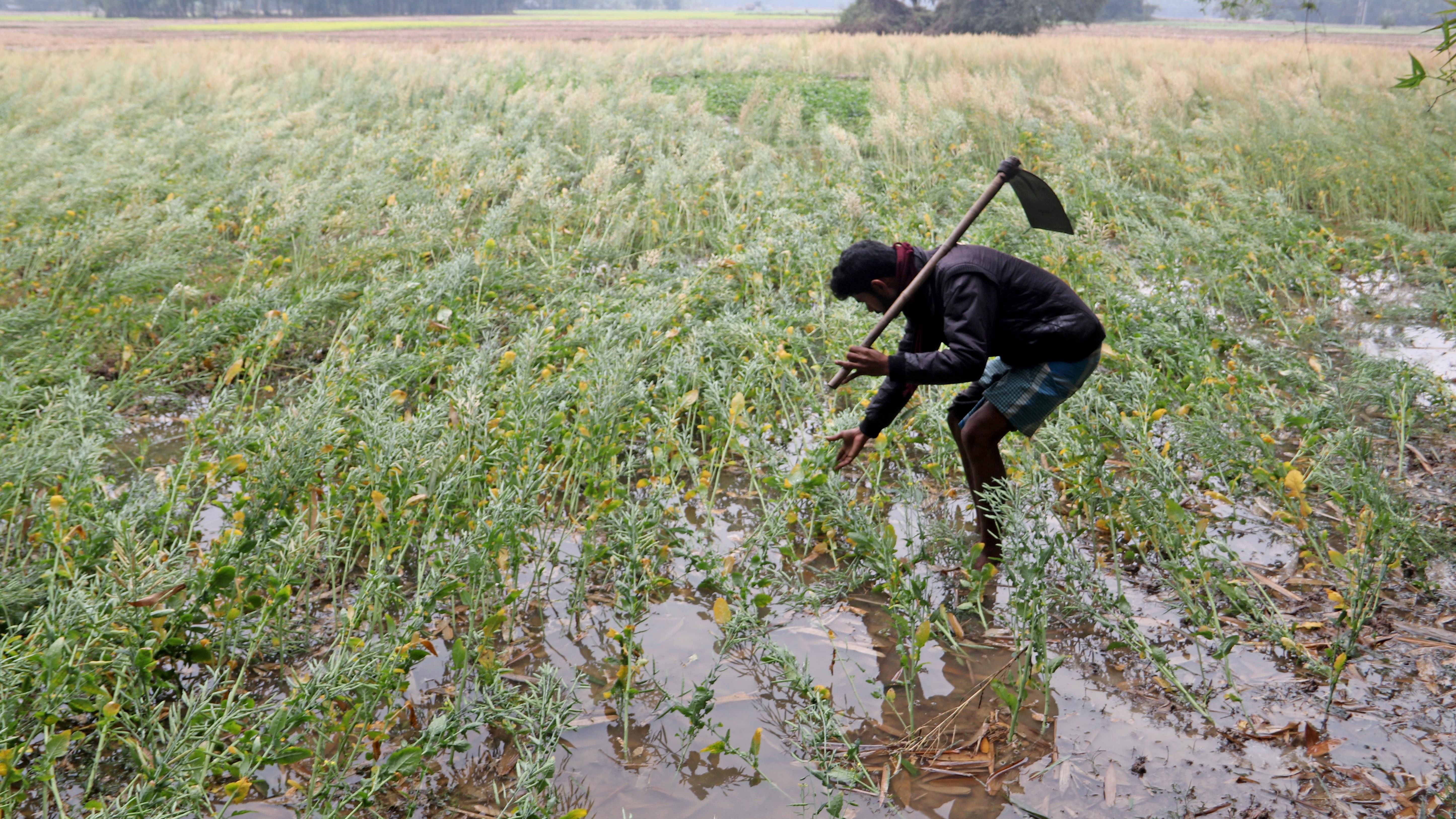 Heavy rains in India damage key crops ahead of harvest, threatening to stoke food inflation