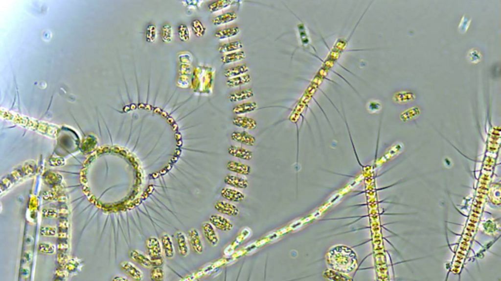 Representational image | Mixed phytoplankton community | Commons