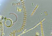Representational image | Mixed phytoplankton community | Commons