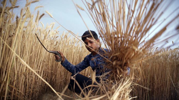 Representational image of a farmer harvesting wheat, a Rabi crop, in Haryana | ANI