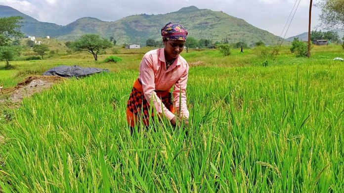 A woman harvests ripened rice in a paddy field at Karunj village in the western state of Maharashtra | Reuters file photo/Rajendra Jadhav