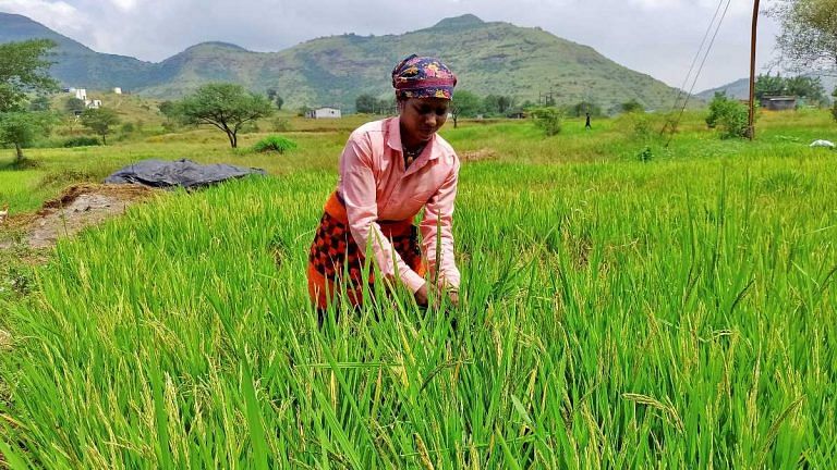 India rice export curbs to trigger rally in global prices after more than a decade of stability