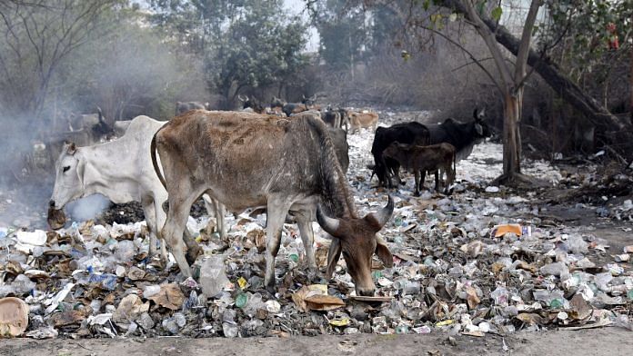 Representative image of stray cows eating plastic | ANI