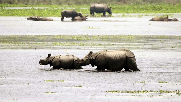 File photo of rhinos at Pobitora Wildlife Sanctuary | Representative image/ANI